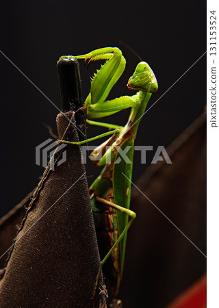 Mantis Mantis 131153524
