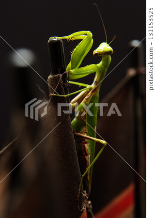 Mantis 131153525