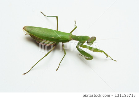 Mantis Mantis 131153713