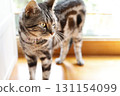 domestic cat 3 131154099