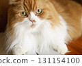 domestic cat 2 131154100