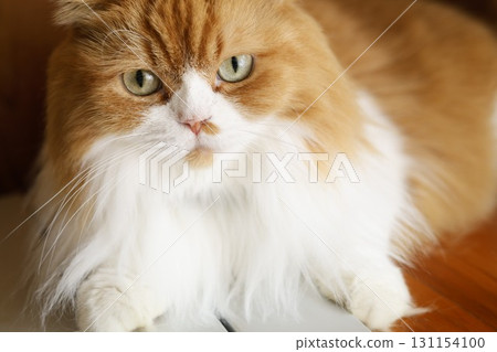 domestic cat 2 domestic cat 2 131154100