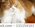 domestic cat 1 131154101