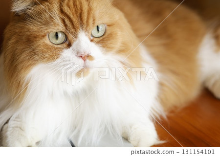 domestic cat 1 domestic cat 1 131154101