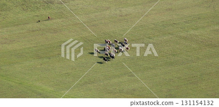 Aerial image of a herd of cows in a pasture near Ludina, Croatia Aerial image of a herd of cows in a pasture near Ludina, Croatia 131154132