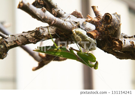 螳螂 螳螂 131154241