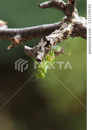 螳螂 螳螂 131154242