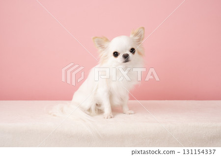 Chihuahua with a pink background and a smile 131154337