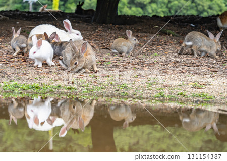 Okunoshima Rabbits, Takehara City, Hiroshima Prefecture Okunoshima Rabbits, Takehara City, Hiroshima Prefecture 131154387