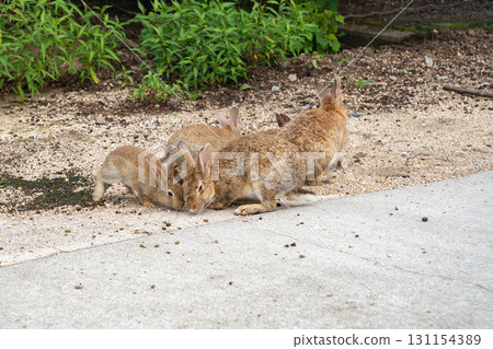 Okunoshima Rabbits, Takehara City, Hiroshima Prefecture 131154389