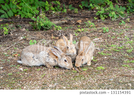 Okunoshima Rabbits, Takehara City, Hiroshima Prefecture Okunoshima Rabbits, Takehara City, Hiroshima Prefecture 131154391