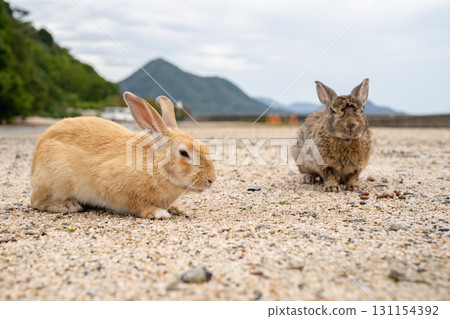Okunoshima Rabbits, Takehara City, Hiroshima Prefecture Okunoshima Rabbits, Takehara City, Hiroshima Prefecture 131154392