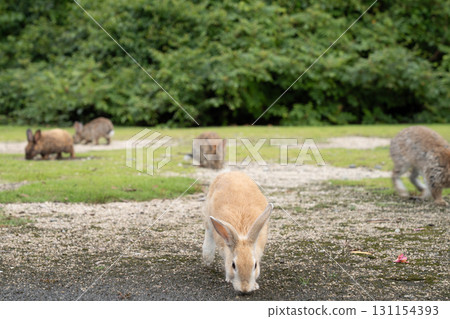 廣島縣竹原市大久野島兔 廣島縣竹原市大久野島兔 131154393
