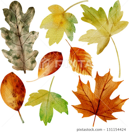 Autumn leaves painted in watercolor 131154424