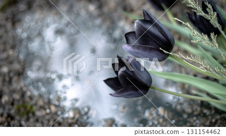 Dark tulips reflect in a puddle, showcasing a moody gothic garden after recent rain Dark tulips reflect in a puddle, showcasing a moody gothic garden after recent rain 131154462