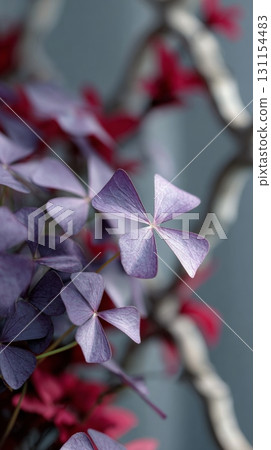 Delicate purple leaves of Oxalis triangularis evoke a mysterious atmosphere in a moody backyard garden 131154483