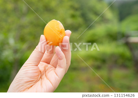 去皮的枇杷果 131154626