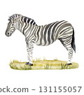 Hand-drawn watercolor zebra stay on grass. No background. Safari park 131155057