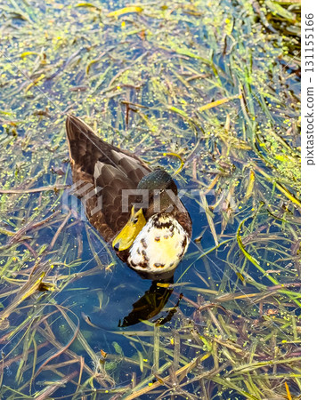 A serene duck gliding through calm waters surrounded by lush greenery on a sunny afternoon 131155166