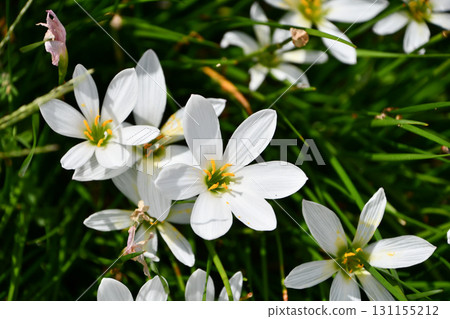 Zephyranthes Rain lily 131155212