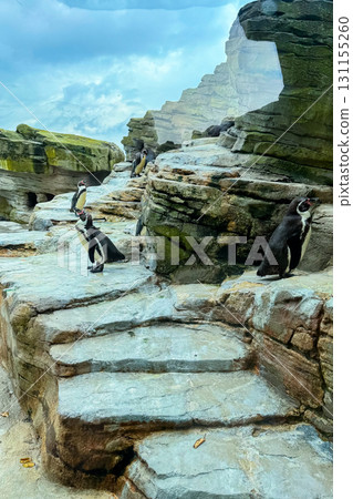 Penguins exploring rocky terrain in a vibrant display of nature and wildlife near the ocean under a cloudy sky 131155260