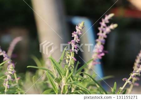 Purple Salvia leucantha flower spikes blooming in a summer garden Purple Salvia leucantha flower spikes blooming in a summer garden 131155271