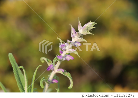 Purple Salvia leucantha flower spikes blooming in a summer garden Purple Salvia leucantha flower spikes blooming in a summer garden 131155272