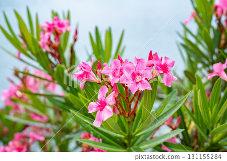 Oleander flowers, Okunoshima Island, Takehara City, Hiroshima Prefecture 131155284