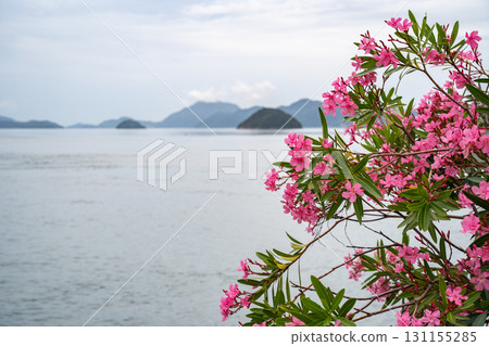 Oleander Okunoshima Hiroshima Prefecture 131155285