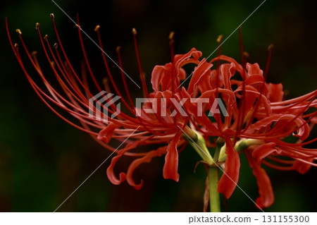 A close-up of the moist and beautiful red spider lilies 131155300