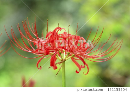 Beautifully blooming red spider lilies on a green background Beautifully blooming red spider lilies on a green background 131155304