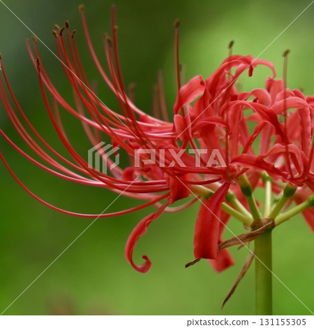 Beautifully blooming red spider lilies on a green background Beautifully blooming red spider lilies on a green background 131155305