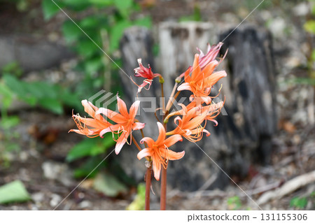 Fox razor Lycoris sanguinea Fox razor Lycoris sanguinea 131155306