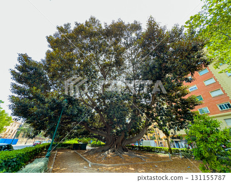 Majestic banyan tree provides shade in vibrant city park surrounded by urban buildings on a sunny day 131155787