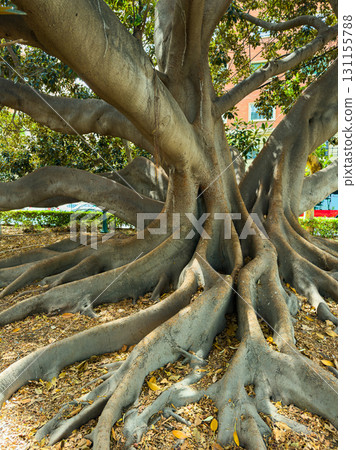 Majestic tree with sprawling roots showcases nature's beauty in a city park during bright afternoon light Majestic tree with sprawling roots showcases nature's beauty in a city park during bright afternoon light 131155788