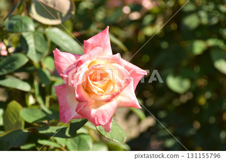 華麗的粉紅色秋季玫瑰 131155796