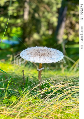 Majestic mushroom stands tall amidst verdant grasses under soft sunlight in a serene forest setting Majestic mushroom stands tall amidst verdant grasses under soft sunlight in a serene forest setting 131155874