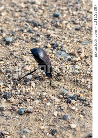 Exploring the unique movements of a black beetle on a gravel path under the warm sun of a late afternoon in nature Exploring the unique movements of a black beetle on a gravel path under the warm sun of a late afternoon in nature 131155897