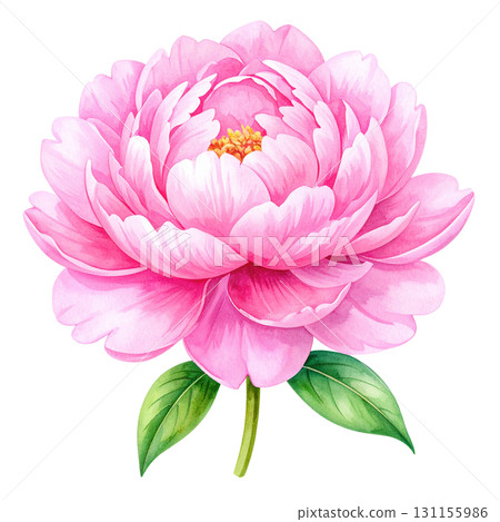 牡丹花，水彩插圖 131155986