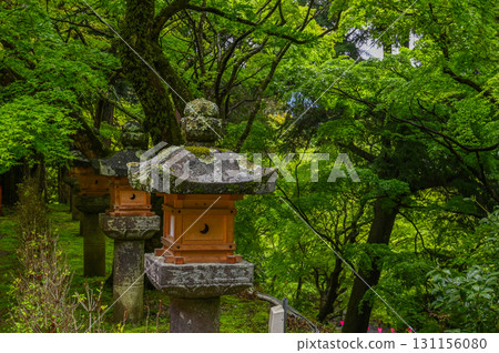 長谷寺 - 杜鵑花盛開的古剎風景 131156080