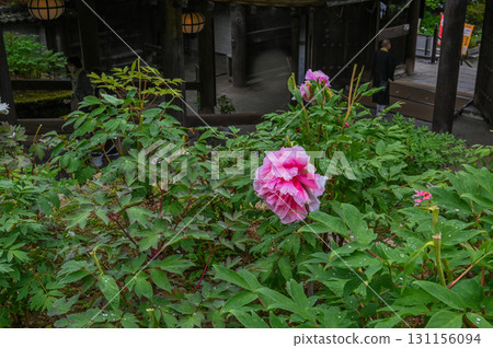 Hasedera Temple - Scenery of an ancient temple with rhododendrons in bloom Hasedera Temple - Scenery of an ancient temple with rhododendrons in bloom 131156094
