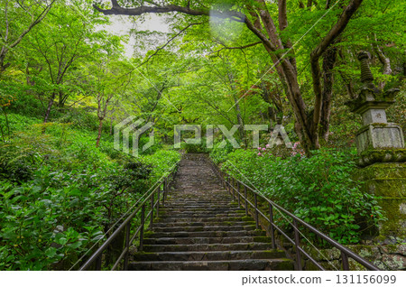 Hasedera Temple - Scenery of an ancient temple with rhododendrons in bloom 131156099