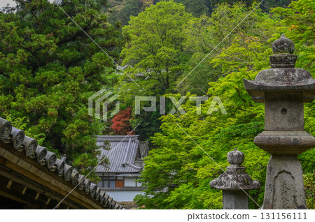 長谷寺 - 杜鵑花盛開的古剎風景 131156111