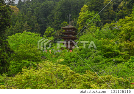 長谷寺 - 杜鵑花盛開的古剎風景 長谷寺 - 杜鵑花盛開的古剎風景 131156116
