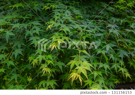 Hasedera Temple - Scenery of an ancient temple with rhododendrons in bloom Hasedera Temple - Scenery of an ancient temple with rhododendrons in bloom 131156153