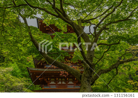 Hasedera Temple - Scenery of an ancient temple with rhododendrons in bloom 131156161