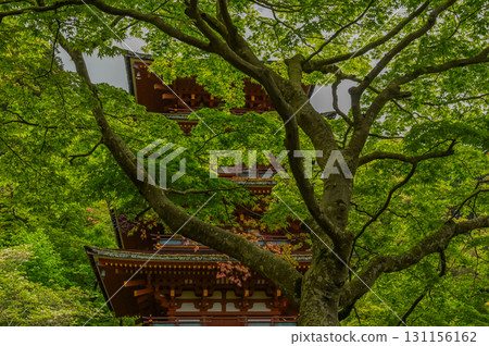長谷寺 - 杜鵑花盛開的古剎風景 長谷寺 - 杜鵑花盛開的古剎風景 131156162