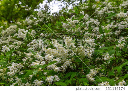 Hasedera Temple - Scenery of an ancient temple with rhododendrons in bloom Hasedera Temple - Scenery of an ancient temple with rhododendrons in bloom 131156174