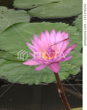 Lotus flower Lotus flower 131156202