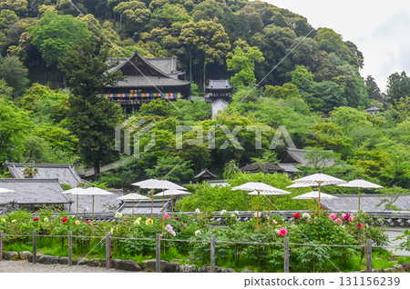 Hasedera Temple - Scenery of an ancient temple with rhododendrons in bloom 131156239